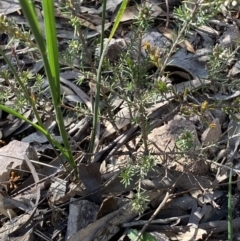 Dillwynia sieberi at Fadden, ACT - 24 Oct 2021 05:35 PM