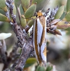 Phytotrypa propriella (A concealer moth) at Jerrabomberra, ACT - 24 Oct 2021 by RAllen