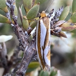 Phytotrypa propriella at Jerrabomberra, ACT - 24 Oct 2021 04:45 PM