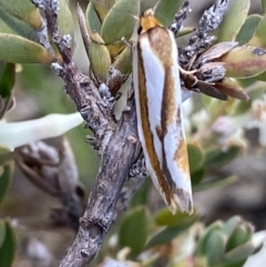 Phytotrypa propriella at Jerrabomberra, ACT - 24 Oct 2021