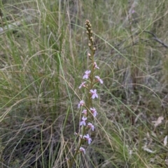 Stylidium (genus) (Trigger Plant) at Acton, ACT - 24 Oct 2021 by WalterEgo