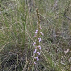 Stylidium sp. (Trigger Plant) at Acton, ACT - 24 Oct 2021 by WalterEgo