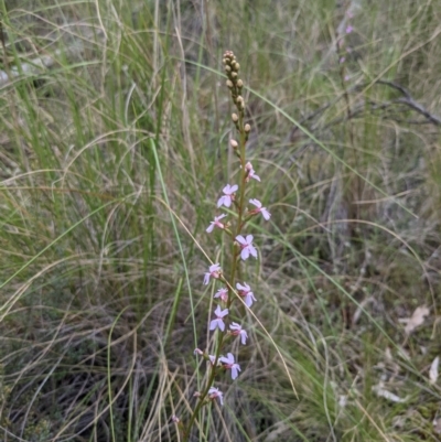 Stylidium (genus) (Trigger Plant) at Acton, ACT - 24 Oct 2021 by WalterEgo