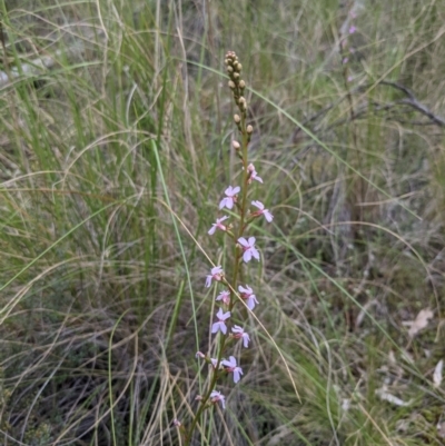 Stylidium sp. (Trigger Plant) at Acton, ACT - 24 Oct 2021 by WalterEgo