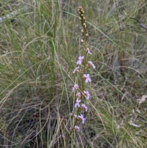 Stylidium sp. at Acton, ACT - 24 Oct 2021