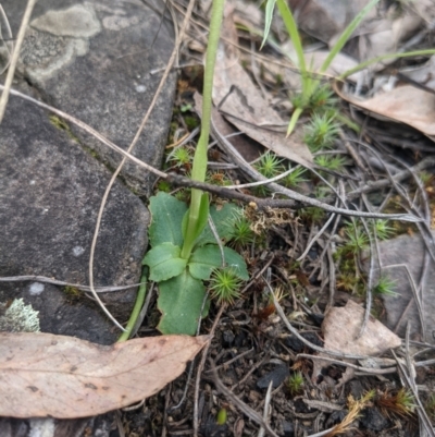 Pterostylis nutans (Nodding Greenhood) at Acton, ACT - 24 Oct 2021 by WalterEgo