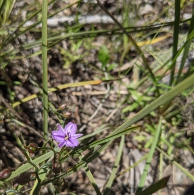 Thysanotus patersonii (Twining Fringe Lily) at Acton, ACT - 24 Oct 2021 by WalterEgo