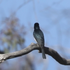 Myiagra cyanoleuca (Satin Flycatcher) at Hawker, ACT - 24 Oct 2021 by AlisonMilton