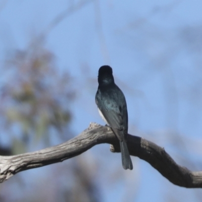 Myiagra cyanoleuca (Satin Flycatcher) at The Pinnacle - 23 Oct 2021 by AlisonMilton