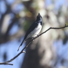 Myiagra cyanoleuca at Hawker, ACT - 24 Oct 2021