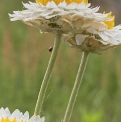 Leucochrysum albicans subsp. tricolor (Hoary Sunray) at Macarthur, ACT - 24 Oct 2021 by RAllen