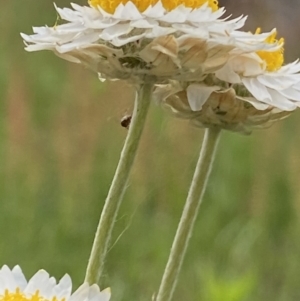 Leucochrysum albicans subsp. tricolor at Macarthur, ACT - 24 Oct 2021 04:00 PM