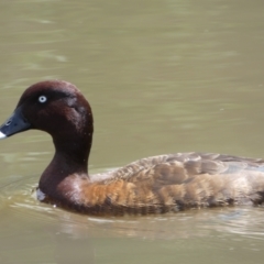 Aythya australis (Hardhead) at Jerrabomberra, NSW - 24 Oct 2021 by SteveBorkowskis