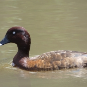 Aythya australis at Jerrabomberra, NSW - 24 Oct 2021