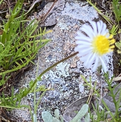 Calotis anthemoides (Chamomile Burr-daisy) at Wanniassa Hill - 24 Oct 2021 by RAllen