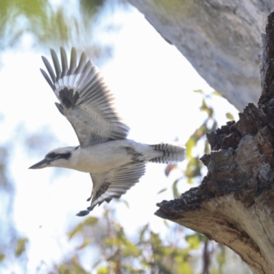 Dacelo novaeguineae (Laughing Kookaburra) at Hawker, ACT - 24 Oct 2021 by AlisonMilton