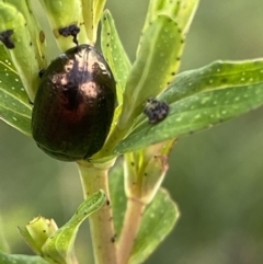 Chrysolina quadrigemina (Greater St Johns Wort beetle) at Wanniassa Hill - 24 Oct 2021 by RAllen
