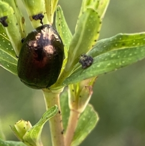 Chrysolina quadrigemina at Macarthur, ACT - 24 Oct 2021