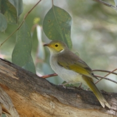 Ptilotula penicillata (White-plumed Honeyeater) at Jerrabomberra, NSW - 24 Oct 2021 by SteveBorkowskis