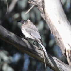 Philemon corniculatus (Noisy Friarbird) at The Pinnacle - 23 Oct 2021 by AlisonMilton