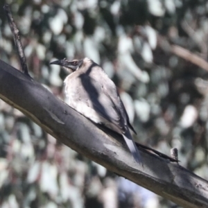 Philemon corniculatus at Hawker, ACT - 24 Oct 2021 09:22 AM