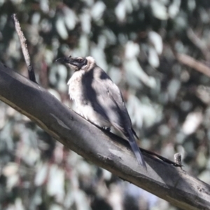 Philemon corniculatus at Hawker, ACT - 24 Oct 2021 09:22 AM