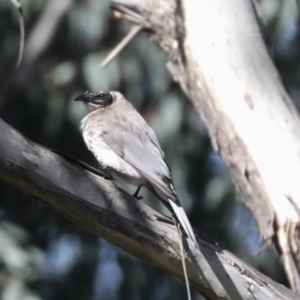 Philemon corniculatus at Hawker, ACT - 24 Oct 2021 09:22 AM