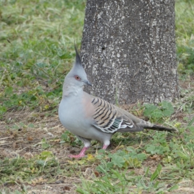 Ocyphaps lophotes (Crested Pigeon) at Jerrabomberra, NSW - 24 Oct 2021 by SteveBorkowskis
