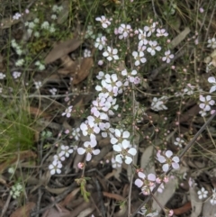 Gaudium multicaule (Teatree) at ANBG South Annex - 24 Oct 2021 by WalterEgo