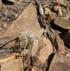 Poranthera microphylla (Small Poranthera) at Acton, ACT - 24 Oct 2021 by WalterEgo
