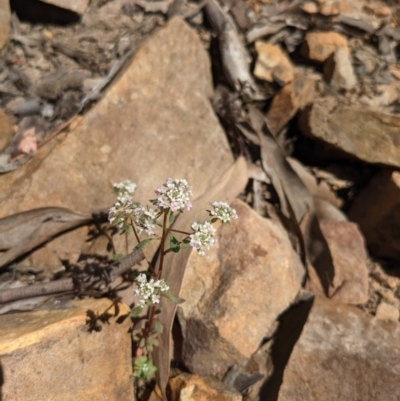 Poranthera microphylla (Small Poranthera) at Acton, ACT - 24 Oct 2021 by WalterEgo