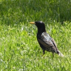 Sturnus vulgaris (Common Starling) at Jerrabomberra, NSW - 24 Oct 2021 by Steve_Bok