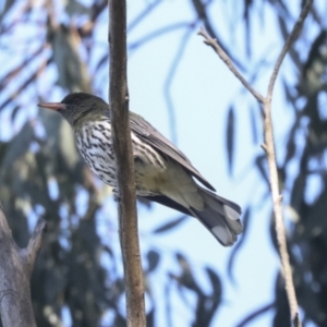 Oriolus sagittatus at Hawker, ACT - 24 Oct 2021