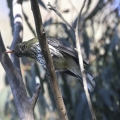 Oriolus sagittatus at Hawker, ACT - 24 Oct 2021