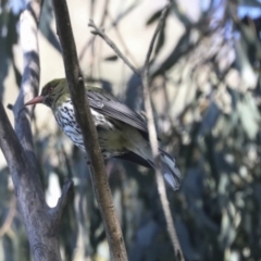 Oriolus sagittatus at Hawker, ACT - 24 Oct 2021