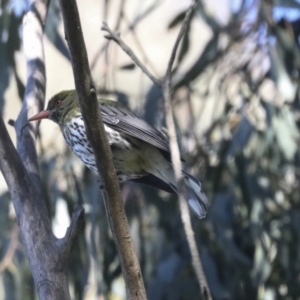 Oriolus sagittatus at Hawker, ACT - 24 Oct 2021