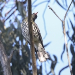 Oriolus sagittatus at Hawker, ACT - 24 Oct 2021