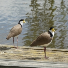 Vanellus miles (Masked Lapwing) at Jerrabomberra, NSW - 24 Oct 2021 by SteveBorkowskis