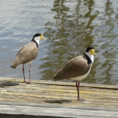 Vanellus miles (Masked Lapwing) at Jerrabomberra, NSW - 24 Oct 2021 by Steve_Bok