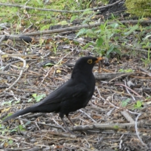 Turdus merula at Jerrabomberra, NSW - 24 Oct 2021 02:25 PM