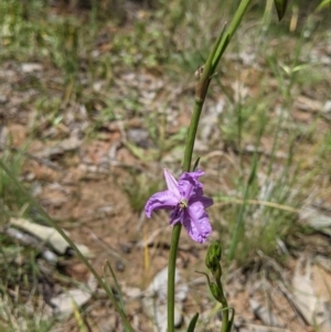 Arthropodium strictum at suppressed - suppressed
