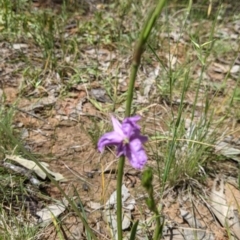 Arthropodium strictum at Munyabla, NSW - 22 Oct 2021