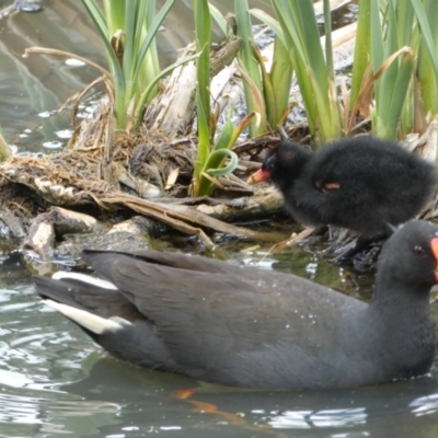 Gallinula tenebrosa (Dusky Moorhen) at QPRC LGA - 24 Oct 2021 by Steve_Bok