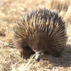 Tachyglossus aculeatus (Short-beaked Echidna) at Cook, ACT - 24 Oct 2021 by Amy