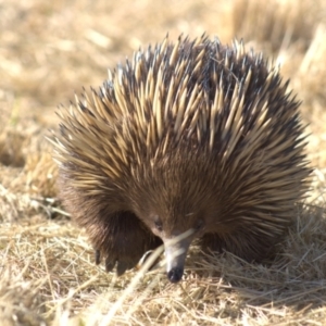Tachyglossus aculeatus at Cook, ACT - 24 Oct 2021