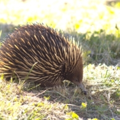 Tachyglossus aculeatus at Cook, ACT - 24 Oct 2021 04:38 PM