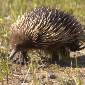 Tachyglossus aculeatus at Cook, ACT - 24 Oct 2021 04:38 PM