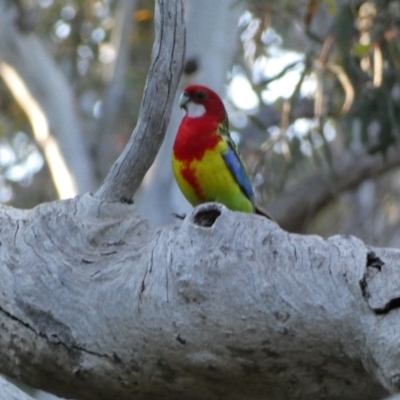 Platycercus eximius (Eastern Rosella) at Jerrabomberra, NSW - 24 Oct 2021 by SteveBorkowskis
