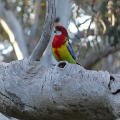 Platycercus eximius (Eastern Rosella) at Jerrabomberra, NSW - 23 Oct 2021 by Steve_Bok