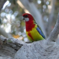 Platycercus eximius at Jerrabomberra, NSW - 24 Oct 2021